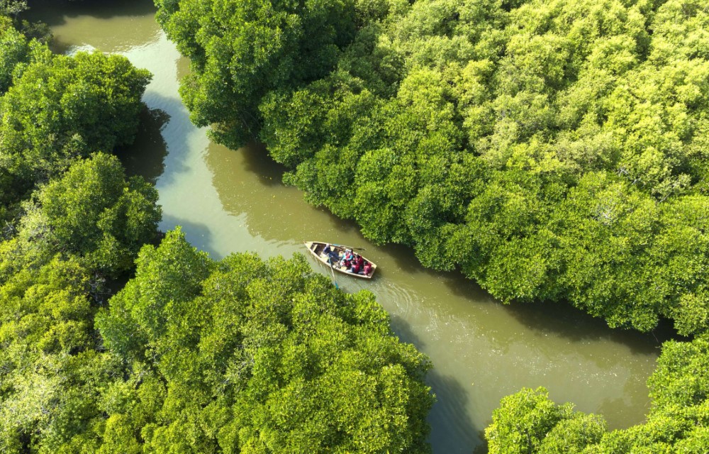 Mangrove Forest